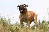 BULLMASTIFF 255